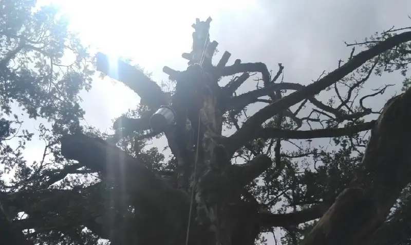 森林整備を行っている様子の画像