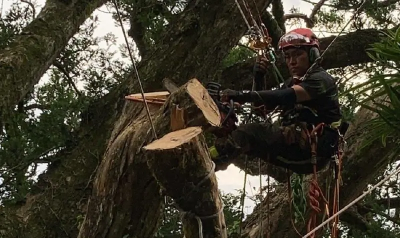 景観間伐を行っている様子の画像