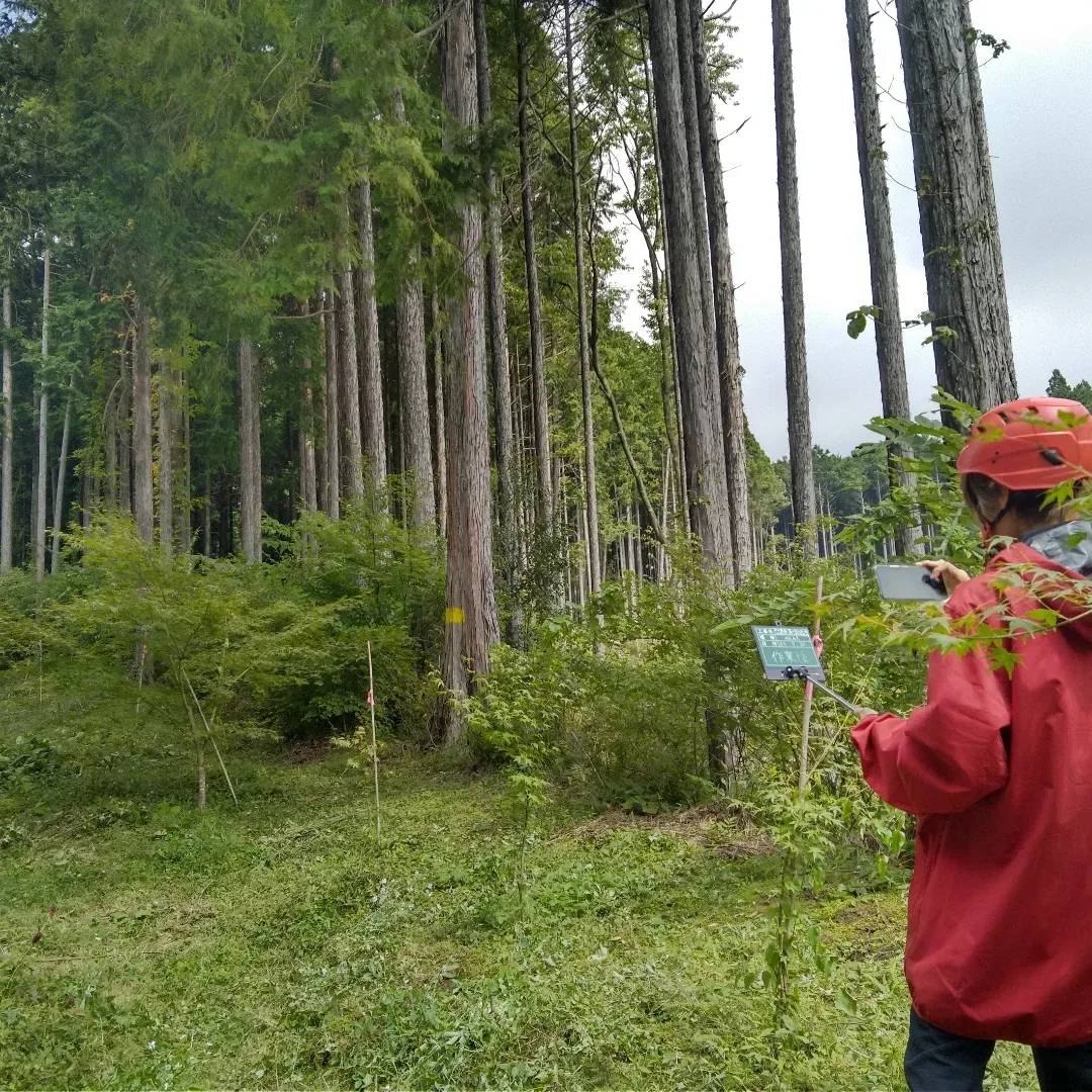 富士山登山道沿いのサクラ・モミジ植樹帯周りの草刈りを実施しました