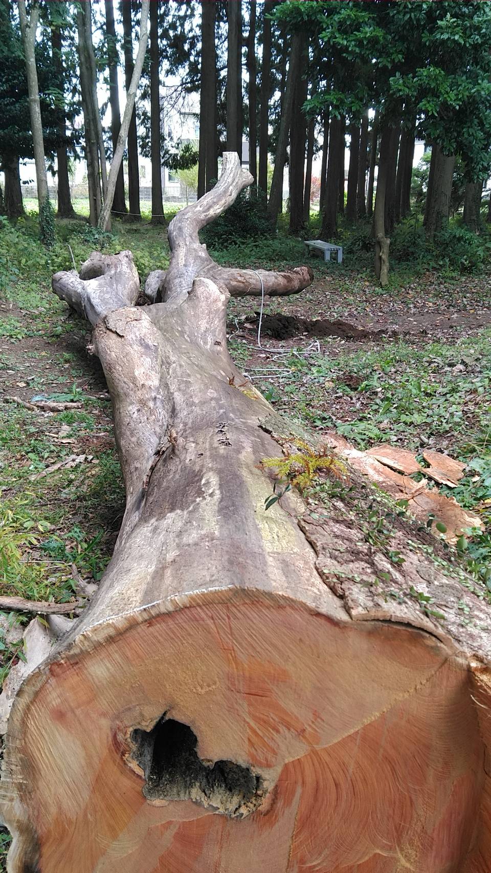 殿場市にて枯れたケヤキを危険除去のため伐採しました