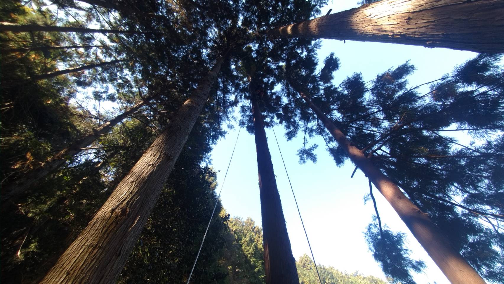 富士宮市にて杉・ヒノキ10本を枝落下防止のため伐採しました