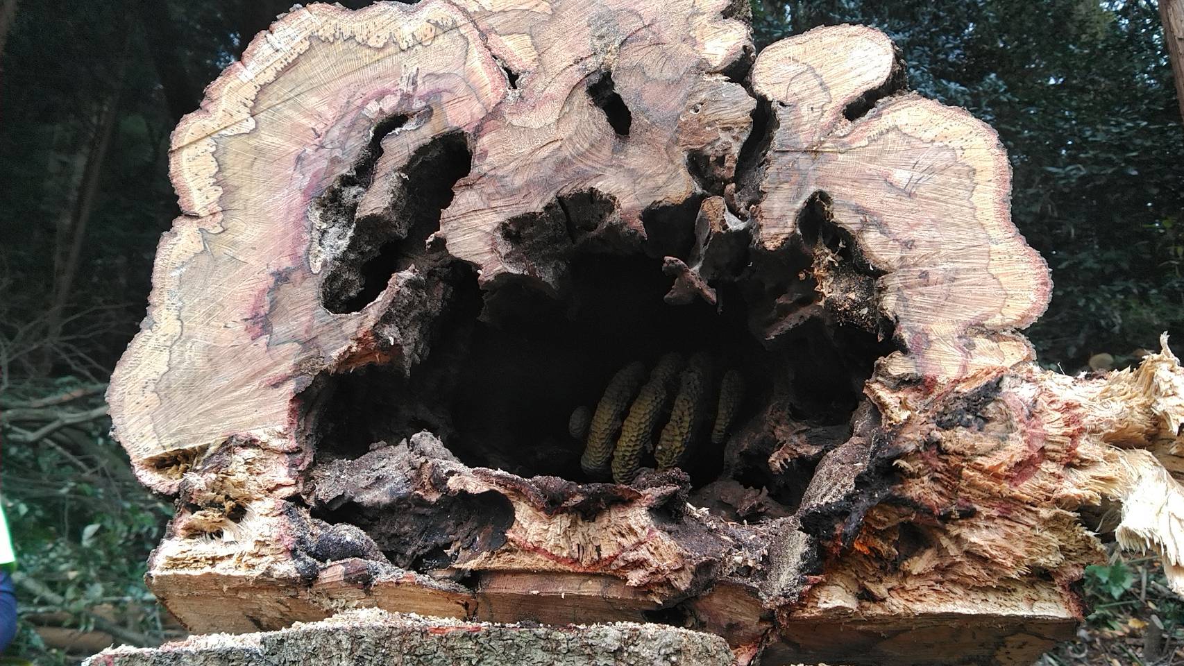 富士宮市にて枯れた樫の木を危険除去のため伐採しました