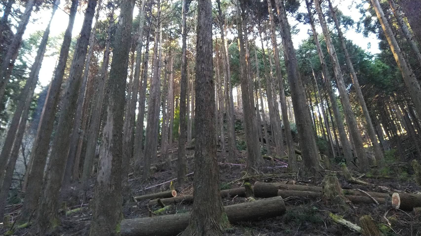 伊豆市にて資源循環林地整備事業6.5haの保育間伐を実施しました