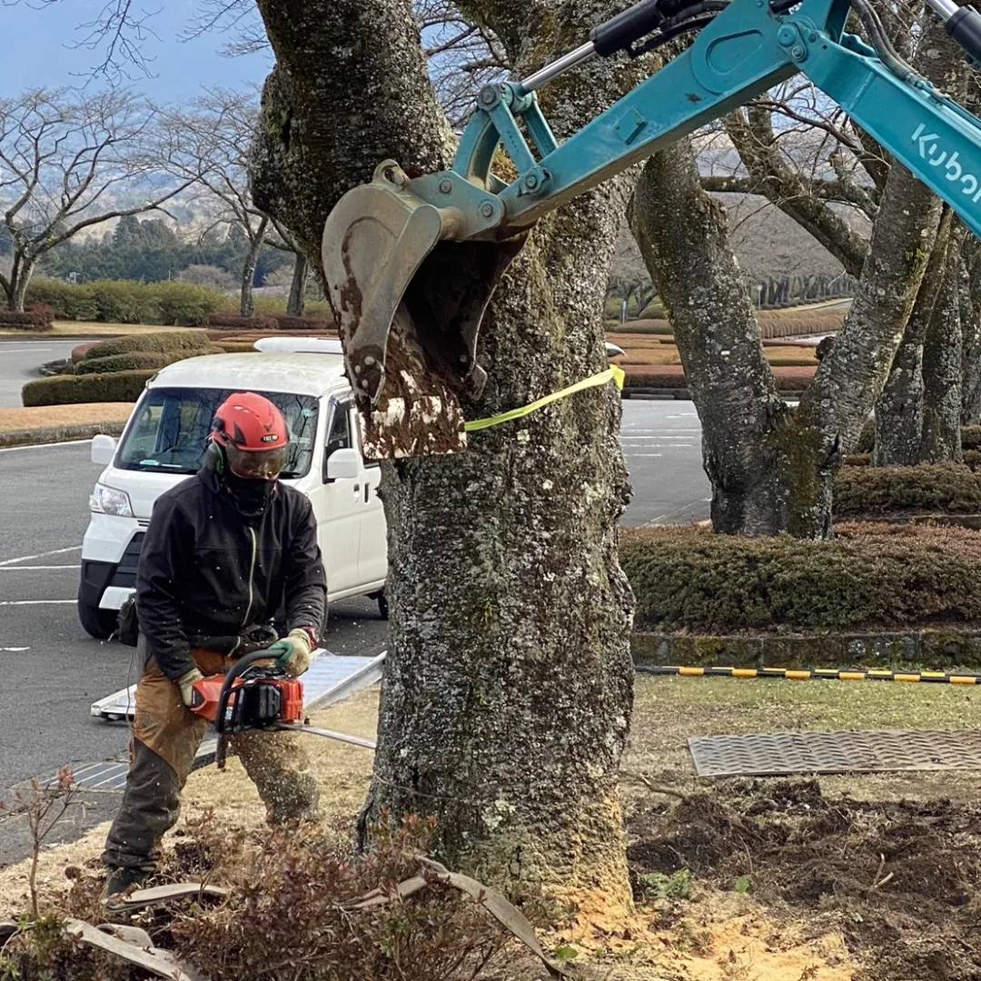 小山町の霊園施設にて桜の伐採・客土・更新作業を実施しました
