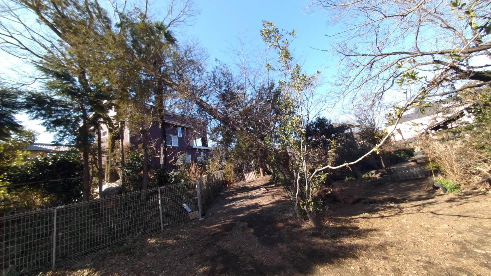 富士宮市内の保育園にて風倒木の伐採を実施しました