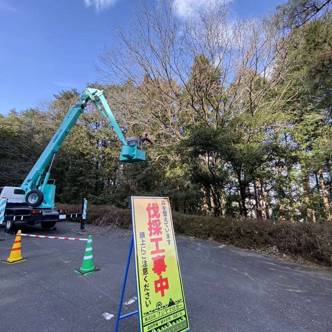 富士宮市内の公園にて楢枯れ木伐採作業を実施しました
