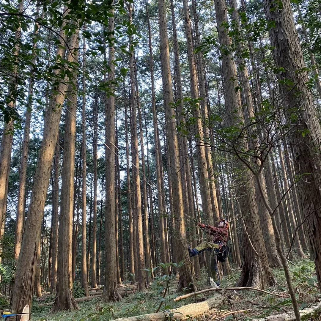 裾野市の山林にて6.7haの間伐を実施しました