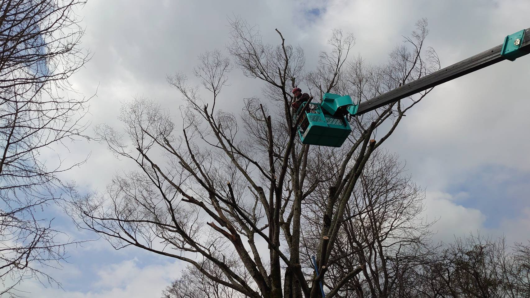 富士宮市内のこども園様にて危険な枯れ枝除去作業を実施しました