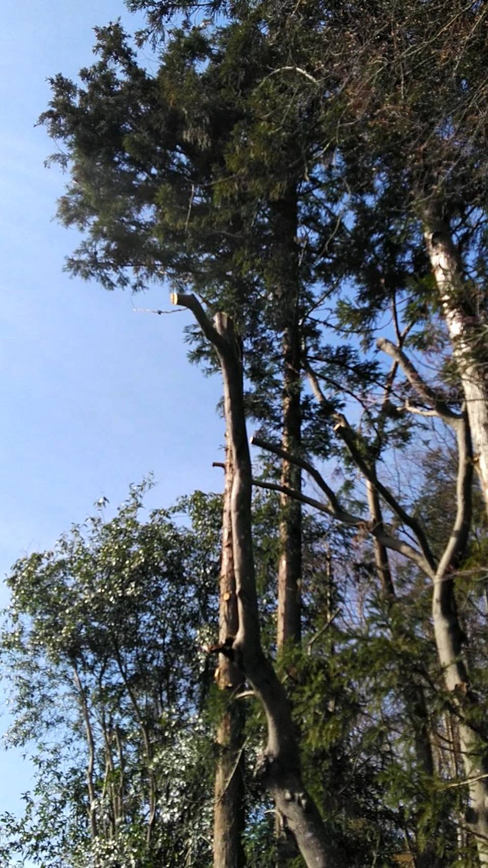 富士宮市内の工場にて枯れ木伐採、越境枝の除去作業を実施しました