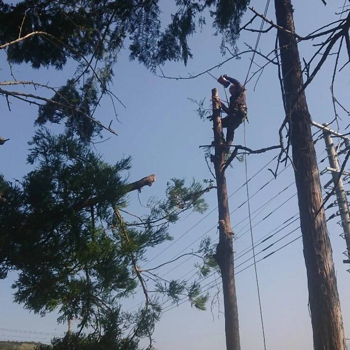 富士宮市内のお寺にて景観間伐を実施しました