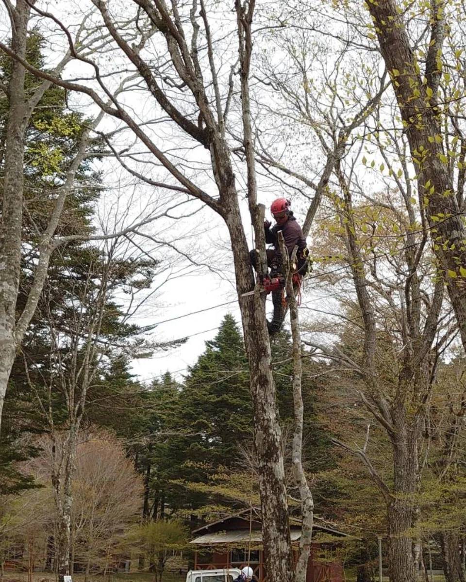 富士宮市内のキャンプ場にて危険な枯れ木の緊急伐採を実施しました