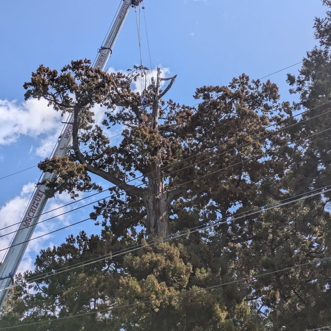 富士宮市の村山浅間神社にて御神木の枯れた頂部を伐採するトップカット作業を行いました