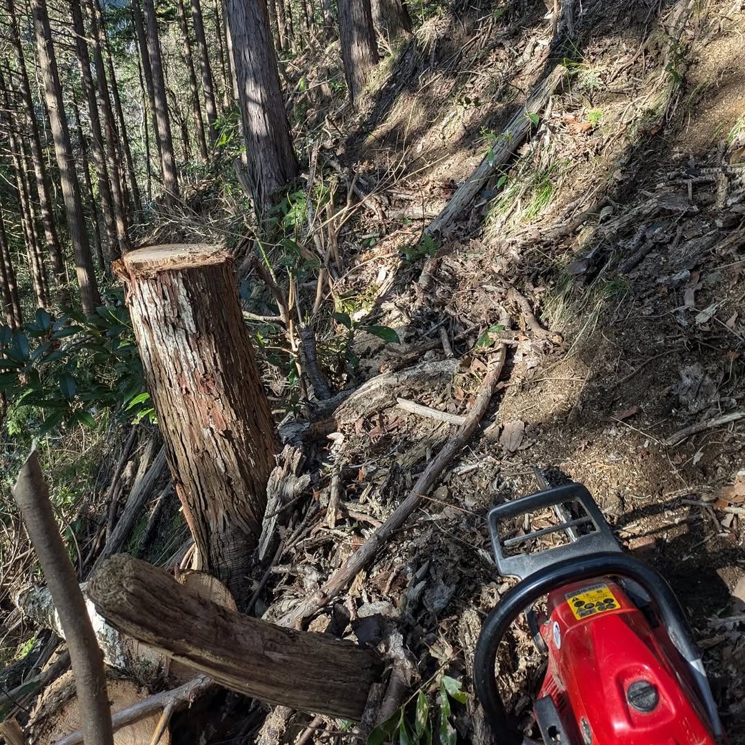 静岡市清水区の浜石岳の裏斜面にて伐り捨て間伐作業を実施しました
