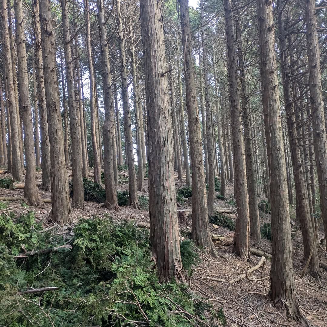 伊豆市土肥の山にて「森の力再生事業」による伐り捨て間伐を行いました
