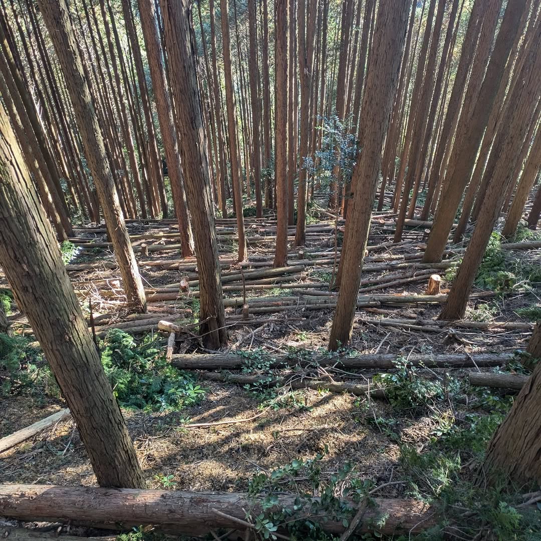 富士宮市の稲子地域の山林にて「森の力再生事業」による伐り捨て間伐を行いました