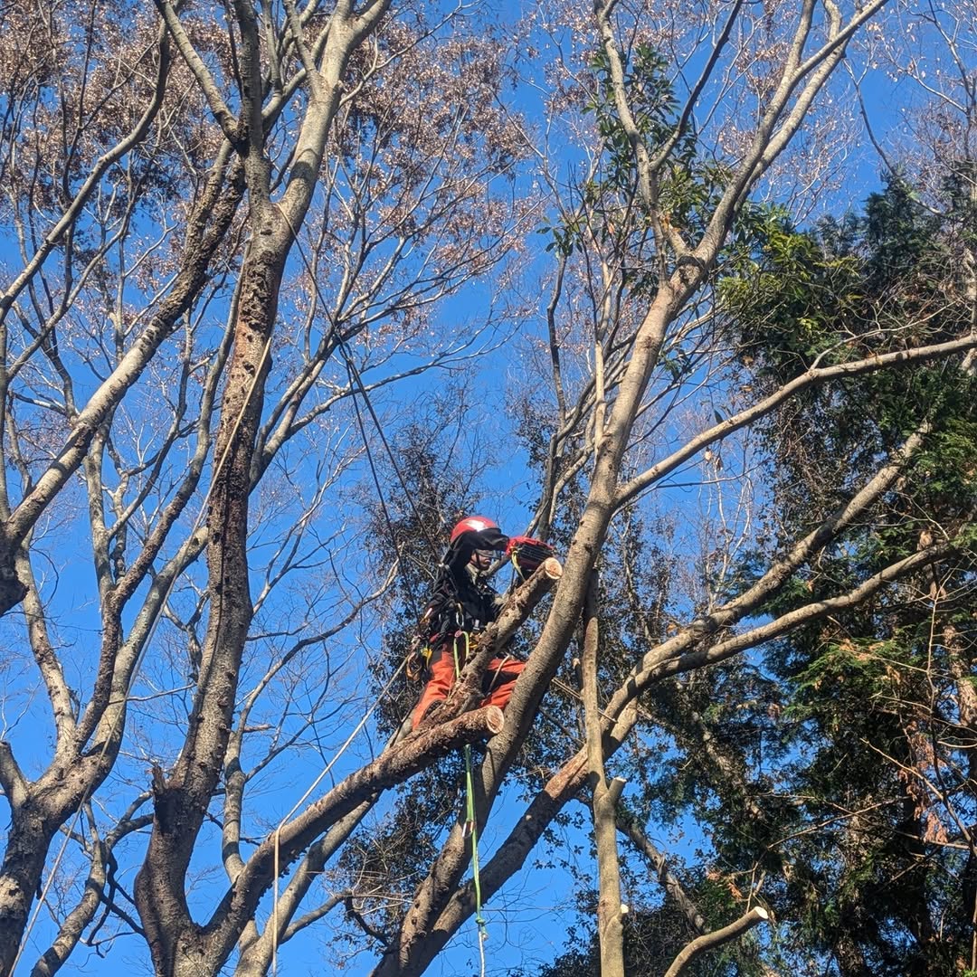 富士宮市の個人宅にて支障木の伐採作業を行いました