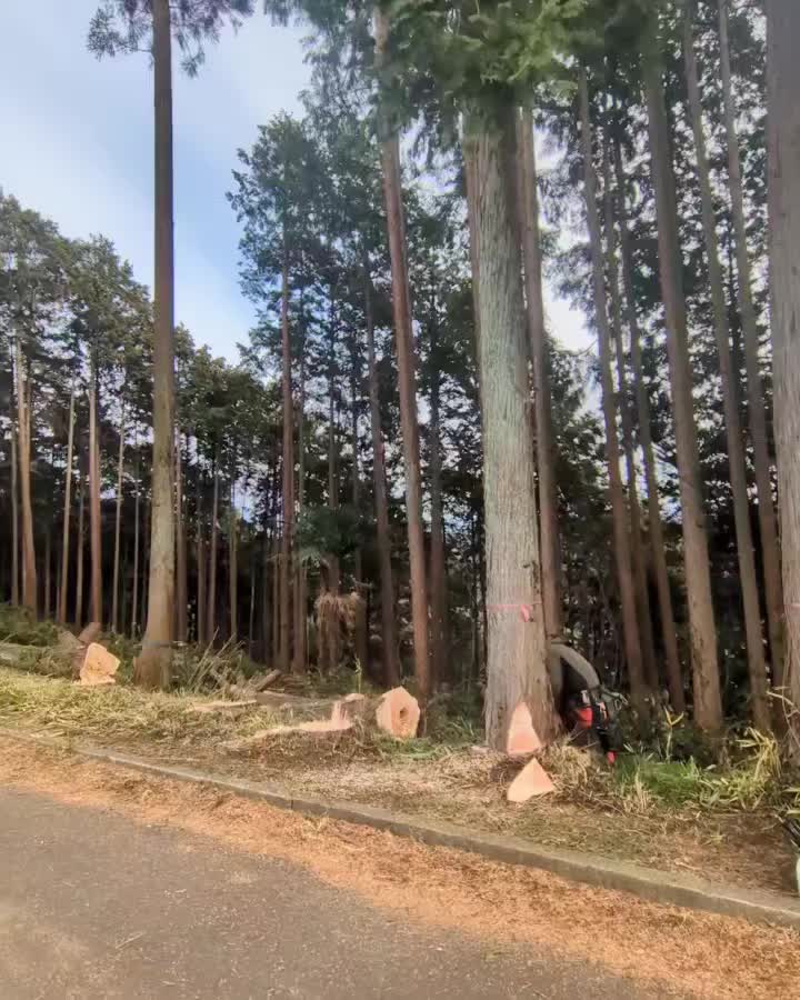 【森林整備/富士宮市】市道沿いの山林の森林整備
