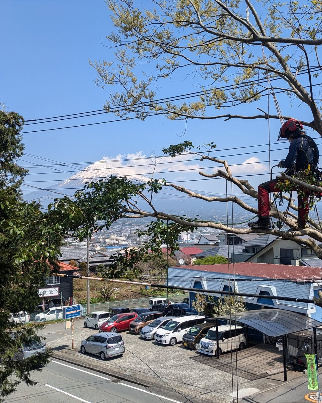 【景観整備/富士宮市】個人邸にて屋根を覆い隠すように伸びた樹木の特殊伐採
