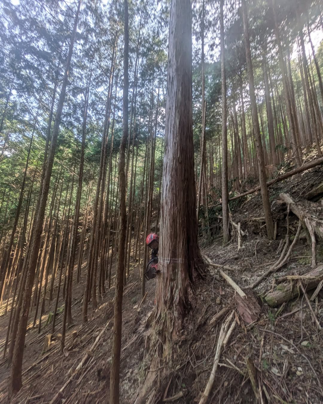 【間伐・造材作業/藤枝市】林業歴50年の大先輩の親方のお手伝い