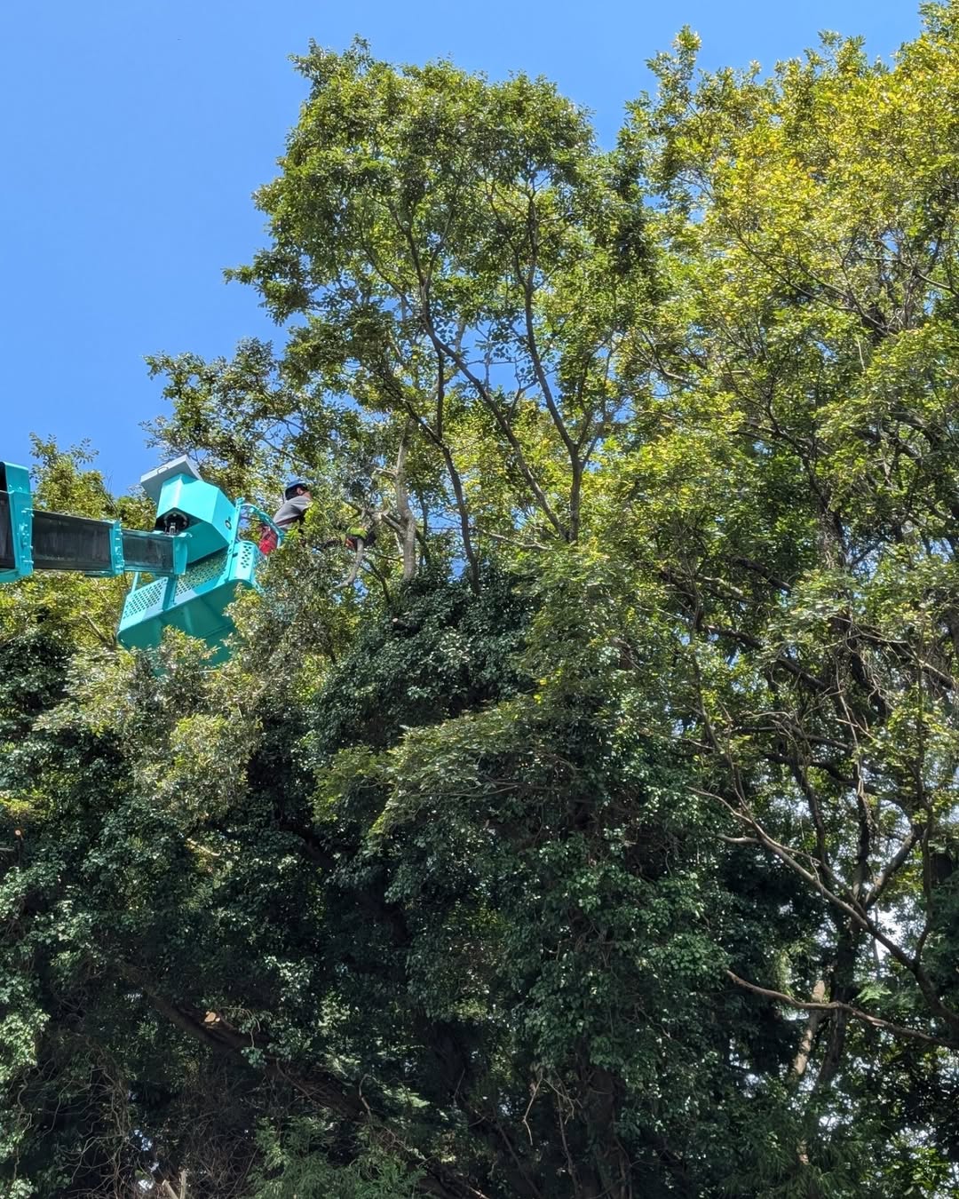 【森林整備/富士宮市】富士宮市の小規模森林整備補助金制度を活用した森林整備