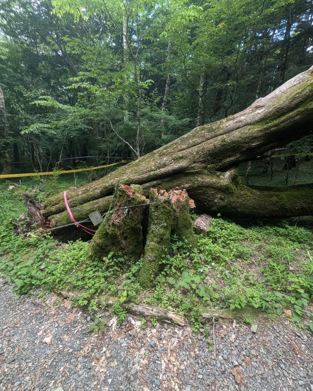 【支障木伐採/富士山】五合目にほど近い登山道をふさぐ枯れ木の緊急伐採