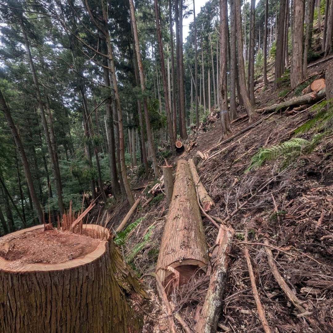 【山林整備/伊東市】山林での風倒木の処理作業