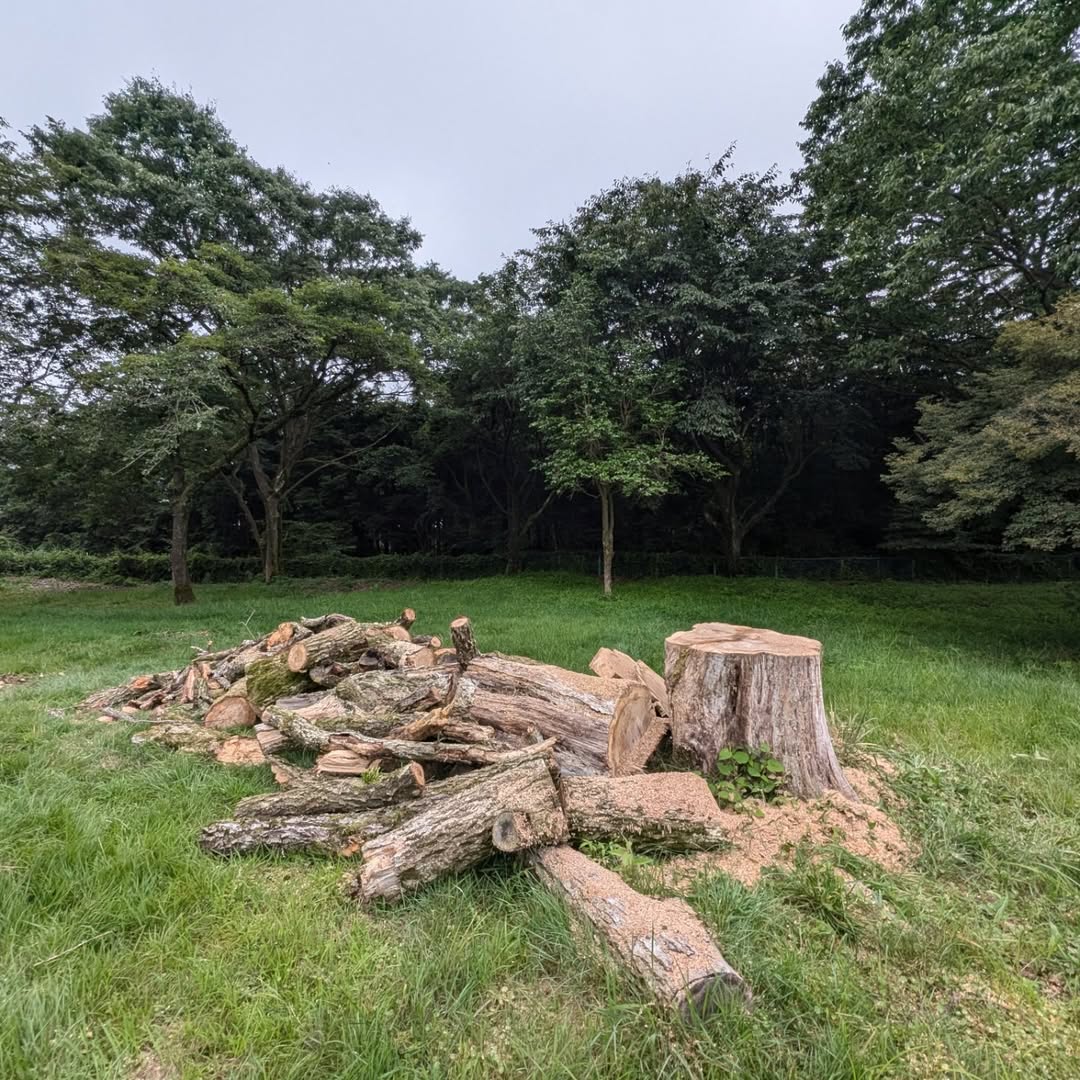 【支障木伐採/富士宮市】キャンプ施設の広場にある危険木の伐採