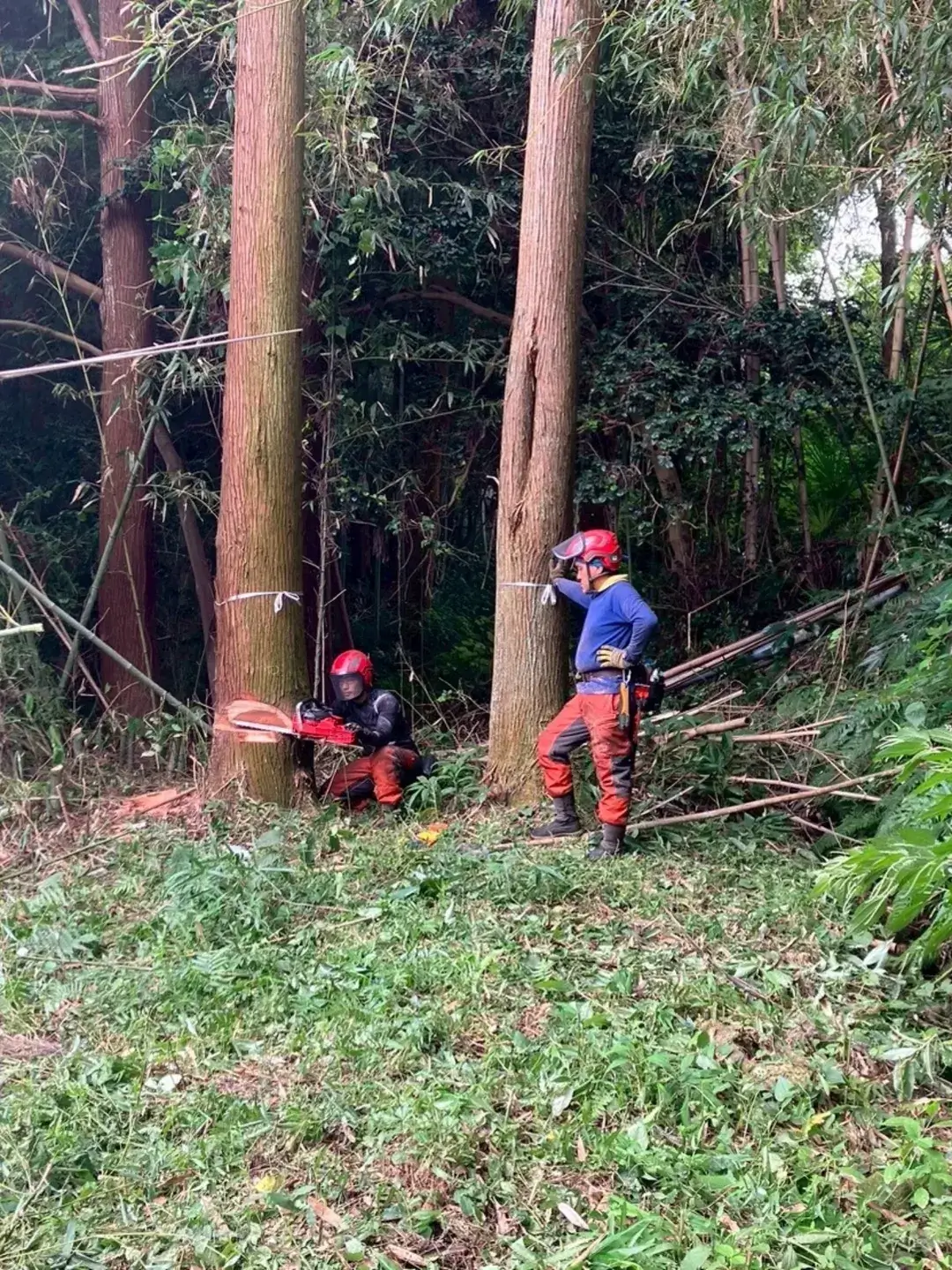 【森林整備/富士宮市】狭小地での枯れ木伐倒