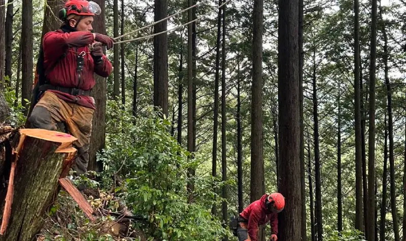 森林整備のイメージ画像