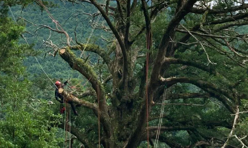 樹木管理のイメージ画像